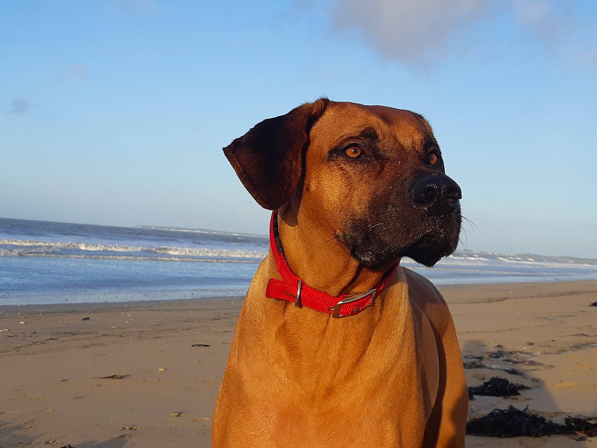 Jewel a rejoint le concours — aidez-le/la à gagner de superbes lots ! beach, body_of_water, carnivore, coast, coastal_and_oceanic_landforms, collar, dog, dog_breed, fawn, horizon, ocean, sand, sea, shore, snout, summer, tan, wave, wetland, wind_wave