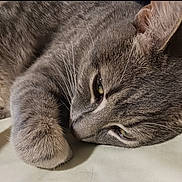 Smokie Bandit is registered to the contest to win money with this photo: cat, gray_tabby, close_up, fur, whiskers, paw, relaxed, sleepy, pet, animal, domestic_cat, cute, mammal, indoor, resting, portrait, feline, soft_texture, calm, lying_down