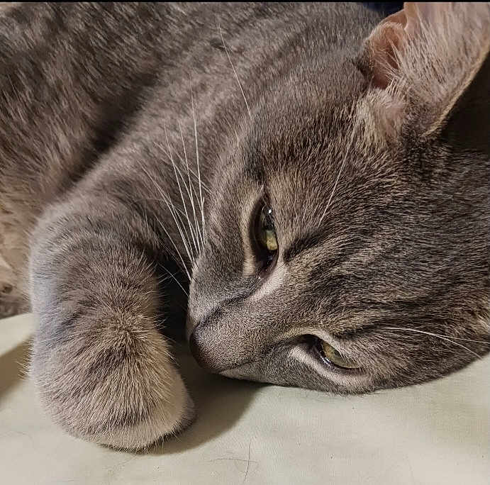 Smokie Bandit is registered to the contest to win money with this photo: cat, gray_tabby, close_up, fur, whiskers, paw, relaxed, sleepy, pet, animal, domestic_cat, cute, mammal, indoor, resting, portrait, feline, soft_texture, calm, lying_down