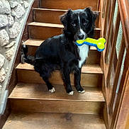 Viking a rejoint le concours — aidez-le/la à gagner de superbes lots ! dog, stairs, wooden_stairs, toy, bone_toy, black_dog, white_markings, pet, indoor, stone_wall, wooden_railing, animal, canine, sitting, looking_at_camera, house, home_interior, floor, paw, fur