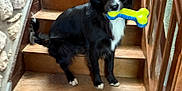 Viking a rejoint le concours — aidez-le/la à gagner de superbes lots ! animal, black_dog, bone_toy, canine, dog, floor, fur, home_interior, house, indoor, looking_at_camera, paw, pet, sitting, stairs, stone_wall, toy, white_markings, wooden_railing, wooden_stairs