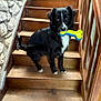 dog, stairs, wooden_stairs, toy, bone_toy, black_dog, white_markings, pet, indoor, stone_wall, wooden_railing, animal, canine, sitting, looking_at_camera, house, home_interior, floor, paw, fur