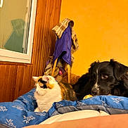 Viking participe au concours pour gagner de l'argent avec cette photo : animal, black_dog, blanket, blue_blanket, calico_cat, calm, coat, companion, couch, cozy, domestic, fur, furniture, indoor, pet, relaxing, resting, toy, wooden_wall, yellow_wall