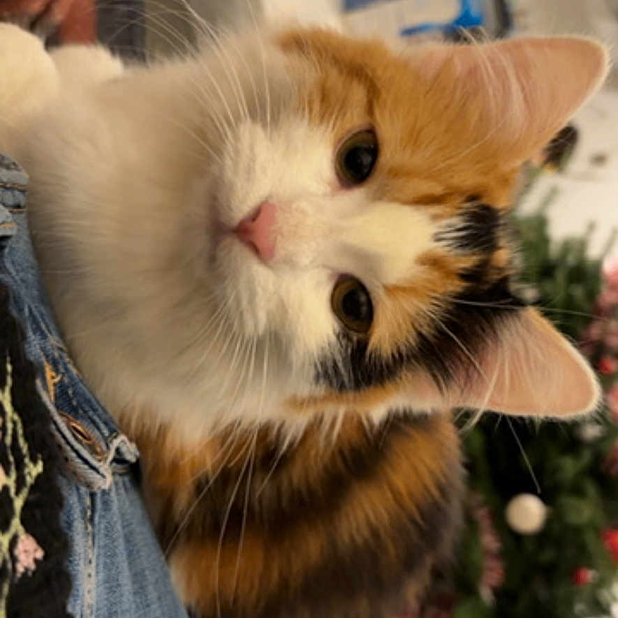 Aura a rejoint le concours — aidez-le/la à gagner de superbes lots ! animal, calico, cat, christmas_tree, closeup, clothing, cozy, curious, decorations, denim, fluffy, furniture, holiday, home, indoor, lap, pet, pink_nose, portrait, whiskers