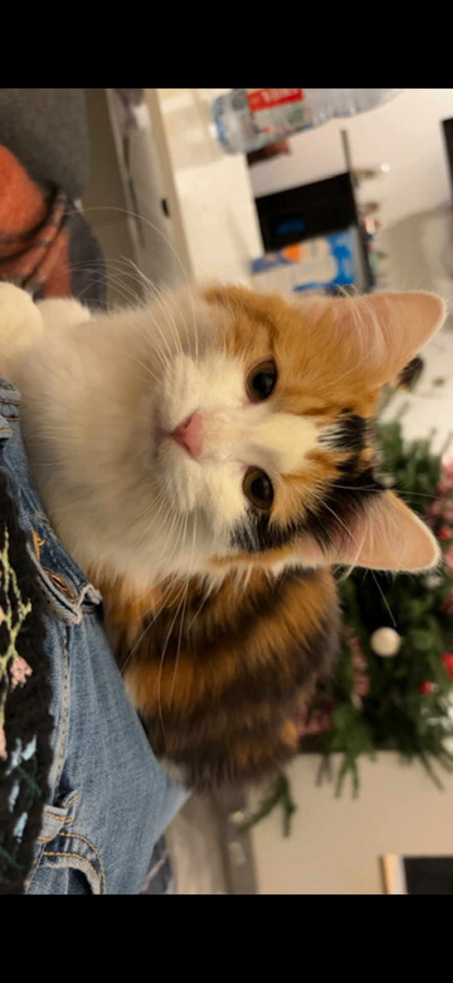 Aura a rejoint le concours — aidez-le/la à gagner de superbes lots ! cat, calico, fluffy, pink_nose, whiskers, denim, clothing, lap, indoor, home, furniture, christmas_tree, holiday, decorations, curious, pet, animal, closeup, portrait, cozy