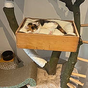 Aura a rejoint le concours — aidez-le/la à gagner de superbes lots ! cat, kitten, sleeping, calico, wooden_box, cat_tree, branches, rope, scratch_pad, soft_bed, furniture, indoor, pet_bed, resting, cozy, floor_tiles, houseplant, wood, natural, fur