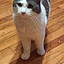 cat, domestic_cat, indoor, hardwood_floor, paws, whiskers, white_fur, grey_fur, pet, looking_up, blurred, close_up, portrait, standing, curious, cute, feline, wooden_floor, home, companion