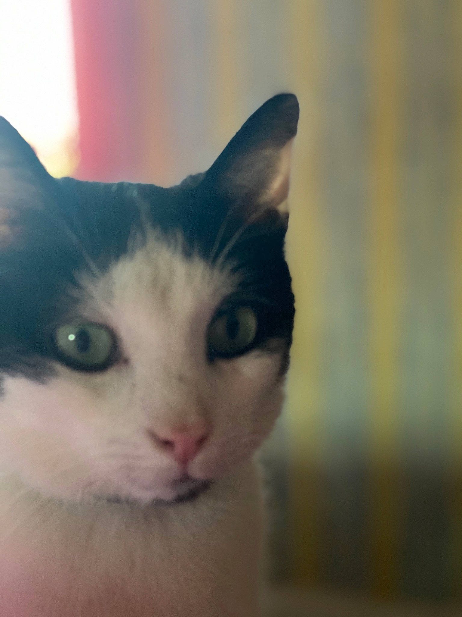 Archie participe au concours pour gagner de l'argent avec cette photo : aegean_cat, asian, carnivore, cat, close_up, domestic_short_haired_cat, ear, eye, felidae, fur, head, iris, kitten, nose, skin, sky, small_to_medium_sized_cats, snout, turkish_van, whiskers