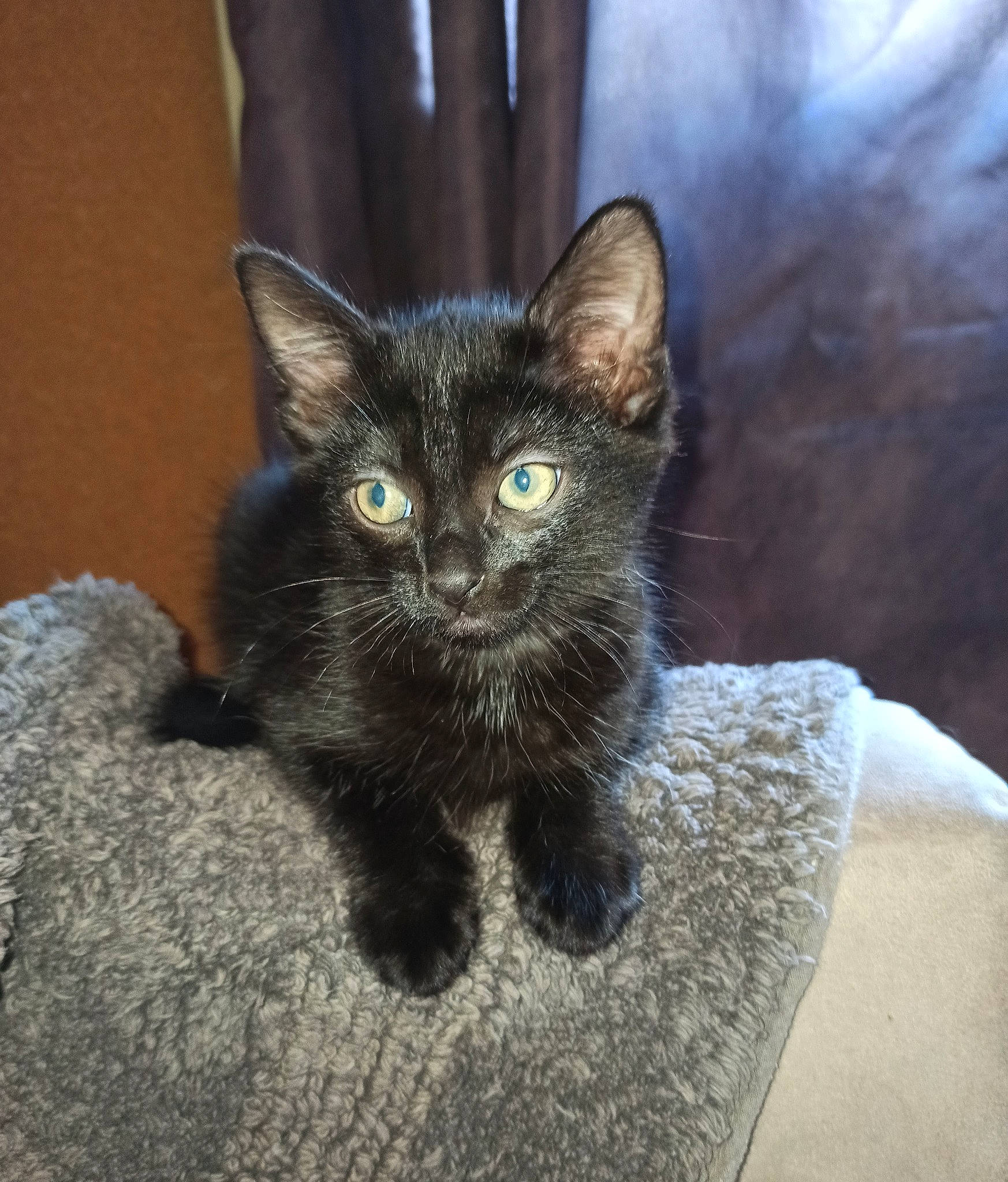 Nounou participe au concours pour gagner de l'argent avec cette photo : asian, black_cat, burmese, carnivore, cat, domestic_short_haired_cat, european_shorthair, eye, fawn, felidae, german_rex, kitten, korat, mammal, nebelung, ojos_azules, polydactyl_cat, small_to_medium_sized_cats, vertebrate, whiskers