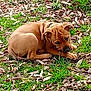animal, brown, chewing, collar, curled_up, cute, dog, ears, fur, grass, ground, leaves, nature, outdoor, pet, playful, puppy, small, snout, young
