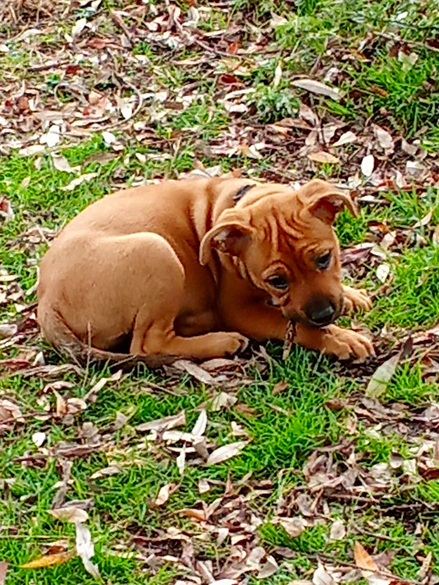 Kaya a rejoint le concours — aidez-le/la à gagner de superbes lots ! animal, brown, chewing, collar, curled_up, cute, dog, ears, fur, grass, ground, leaves, nature, outdoor, pet, playful, puppy, small, snout, young