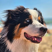 Loki a rejoint le concours — aidez-le/la à gagner de superbes lots ! dog, close_up, blue_eyes, fluffy, beach, sunny, outdoor, portrait, canine, happy, tongue_out, fur, animal, nature, summer, sky, background_blur, pet, muzzle, side_view