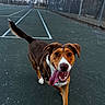 dog, tongue, outdoor, tennis_court, fence, trees, animal, pet, playful, happy, brown, white, walking, daylight, nature, canine, leash, excited, closeup, tongue_out