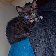 Siara participe au concours pour gagner de l'argent avec cette photo : kitten, cat, black_cat, blue_eyes, fur, whiskers, ears, animal, pet, cute, portrait, close_up, indoors, bedroom, blanket, couch, cozy, sleeping_area, flash_photography, curious