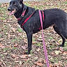 dog, black_dog, outdoor, park, autumn, leaves, grass, road, pink_harness, leash, standing, animal, pet, canine, pointed_ears, open_mouth, panting, portrait, daylight, nature