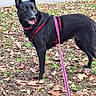 Ushuaia participe au concours pour gagner de l'argent avec cette photo : dog, black_dog, outdoor, park, autumn, leaves, grass, sidewalk, harness, leash, pink_leash, standing, portrait, pet, animal, pointed_ears, open_mouth, smiling, long_tail, dark_fur