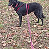 dog, black_dog, pet, animal, outdoors, park, grass, fallen_leaves, autumn, road, sidewalk, harness, leash, pink_leash, standing, pointed_ears, open_mouth, tongue, short_fur, portrait