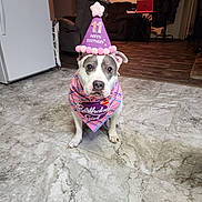 Dutchez joined the competition — help win amazing prizes! dog, birthday_hat, bandana, indoor, floor, living_room, pet, white_dog, black_spots, pink, purple, celebration, floor_tiles, furniture, sofa, table, coat_rack, lamp, home, birthday