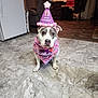 dog, birthday_hat, bandana, indoor, floor, living_room, pet, white_dog, black_spots, pink, purple, celebration, floor_tiles, furniture, sofa, table, coat_rack, lamp, home, birthday