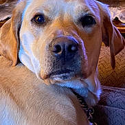 Kitty is registered to the contest to win money with this photo: dog, labrador, golden_retriever, pet, animal, indoor, close_up, fur, face, ears, collar, chain, resting, canine, mammal, cute, portrait, home, comfort, relaxed