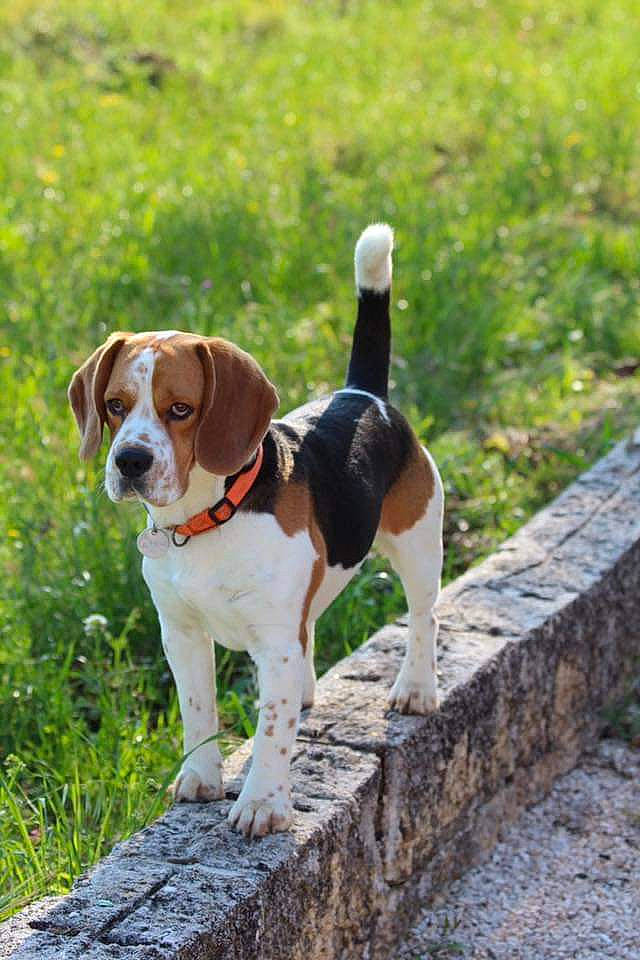 Nooky participe au concours pour gagner de l'argent avec cette photo : american_foxhound, beagle, beagle_harrier, canidae, carnivore, companion_dog, dog, dog_breed, english_foxhound, estonian_hound, finnish_hound, harrier, hound, hunting_dog, mammal, serbian_tricolour_hound, snout, sporting_group, treeing_walker_coonhound, vertebrate
