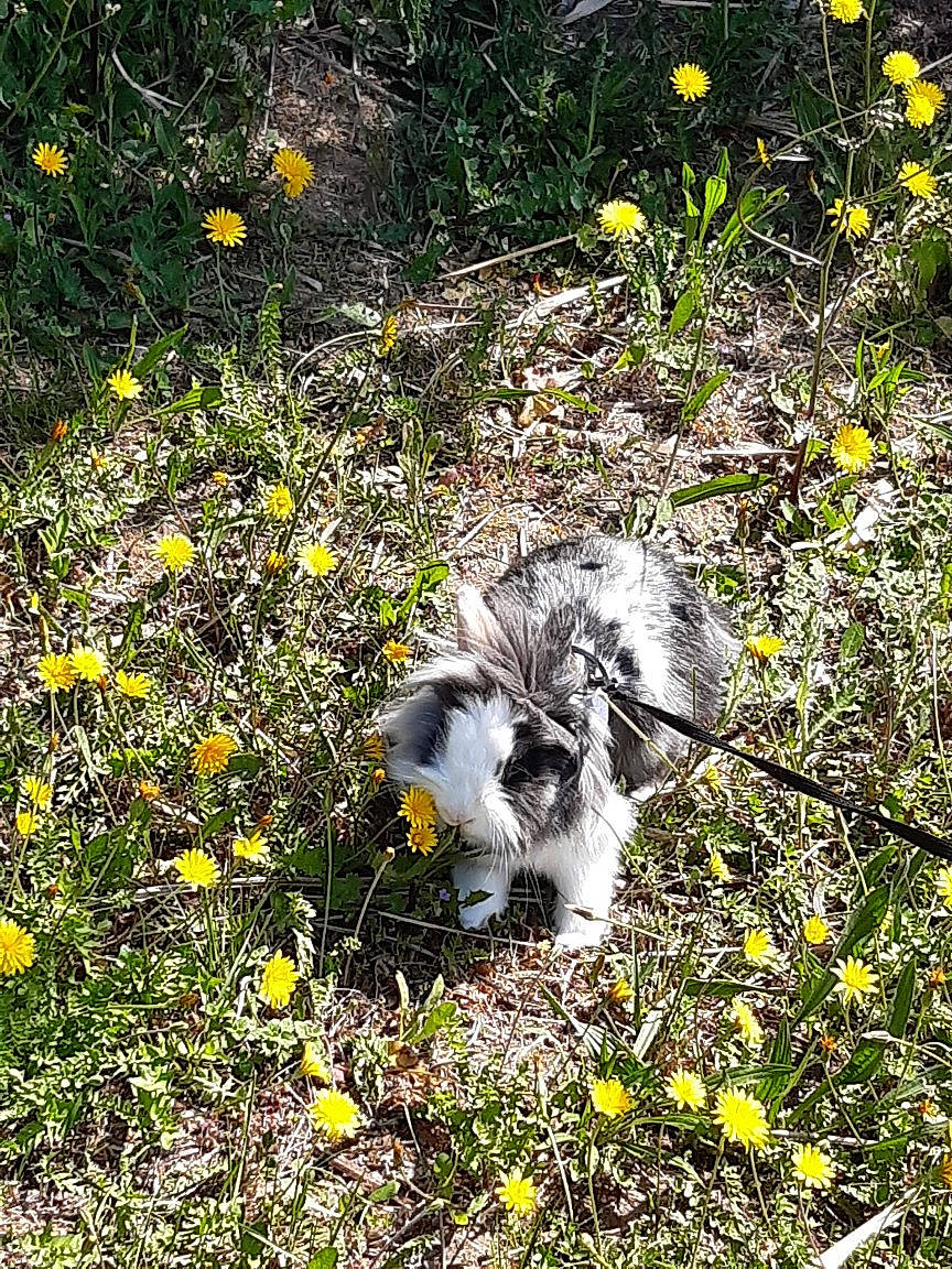 Canelle a rejoint le concours — aidez-le/la à gagner de superbes lots ! cat, daisy_family, felidae, flower, grass, grass_family, plant, small_to_medium_sized_cats, spring, wildflower, yellow