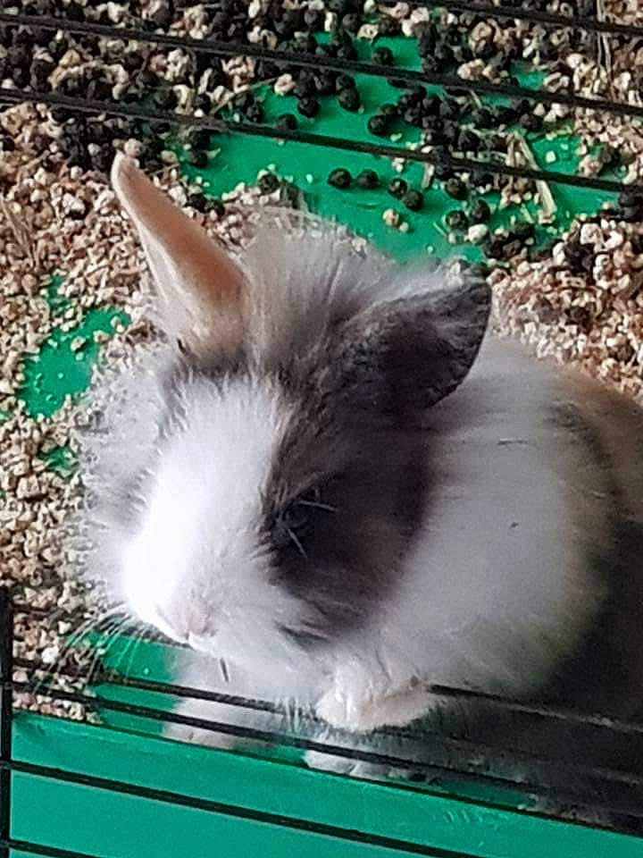 Canelle participe au concours pour gagner de l'argent avec cette photo : angora_rabbit, domestic_rabbit, fawn, rabbit, rabbits_and_hares, whiskers