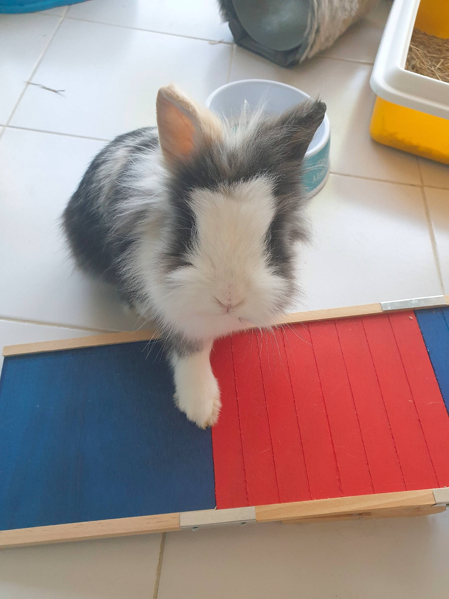 Canelle a rejoint le concours — aidez-le/la à gagner de superbes lots ! box, domestic_rabbit, ear, rabbit, rabbits_and_hares, snout, tail, whiskers