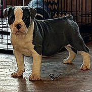 Adele is registered to the contest to win money with this photo: puppy, dog, indoor, wooden_floor, black_and_white, pet, crate, curious, standing, young_dog, animal, domestic, floor, looking, ears, nose, paws, fur, household, background