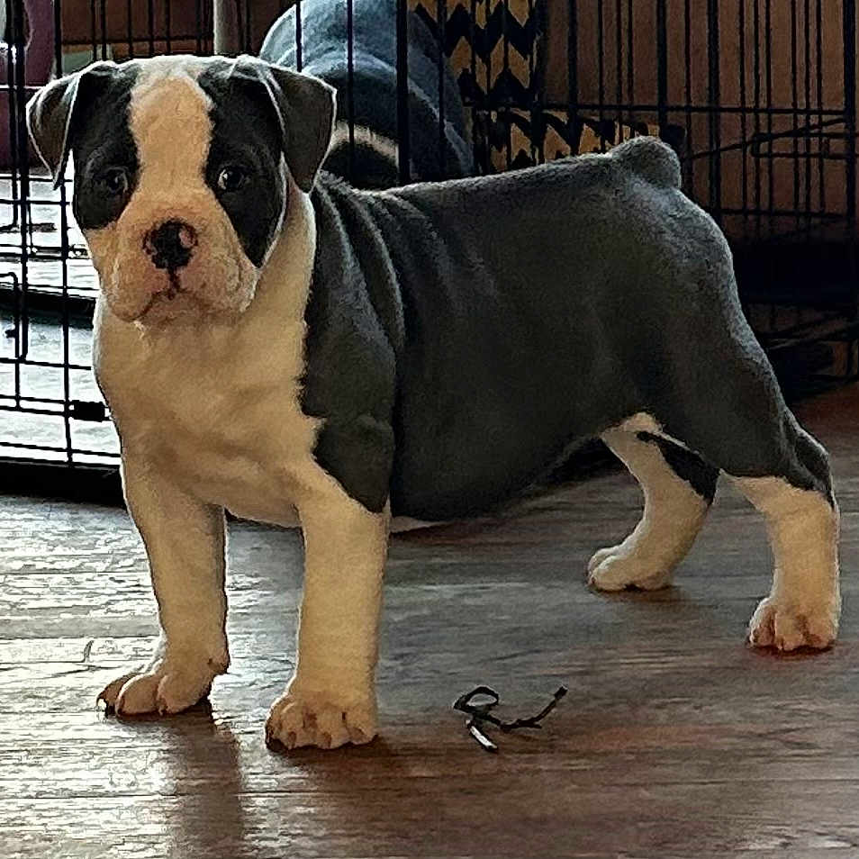 Adele is registered to the contest to win money with this photo: animal, background, black_and_white, crate, curious, dog, domestic, ears, floor, fur, household, indoor, looking, nose, paws, pet, puppy, standing, wooden_floor, young_dog