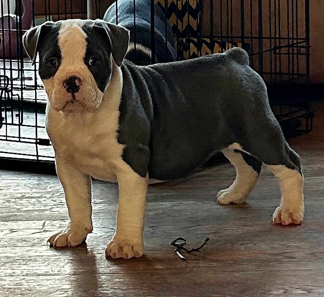Adele is registered to the contest to win money with this photo: puppy, dog, indoor, wooden_floor, black_and_white, pet, crate, curious, standing, young_dog, animal, domestic, floor, looking, ears, nose, paws, fur, household, background