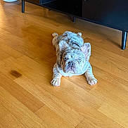 Yeti joined the competition — help win amazing prizes! french_bulldog, puppy, dog, blue_eyes, wooden_floor, flooring, indoor, pet, canine, animal, fur, ears, lying_down, looking_at_camera, black_cabinet, furniture, home, cute, young, domestic