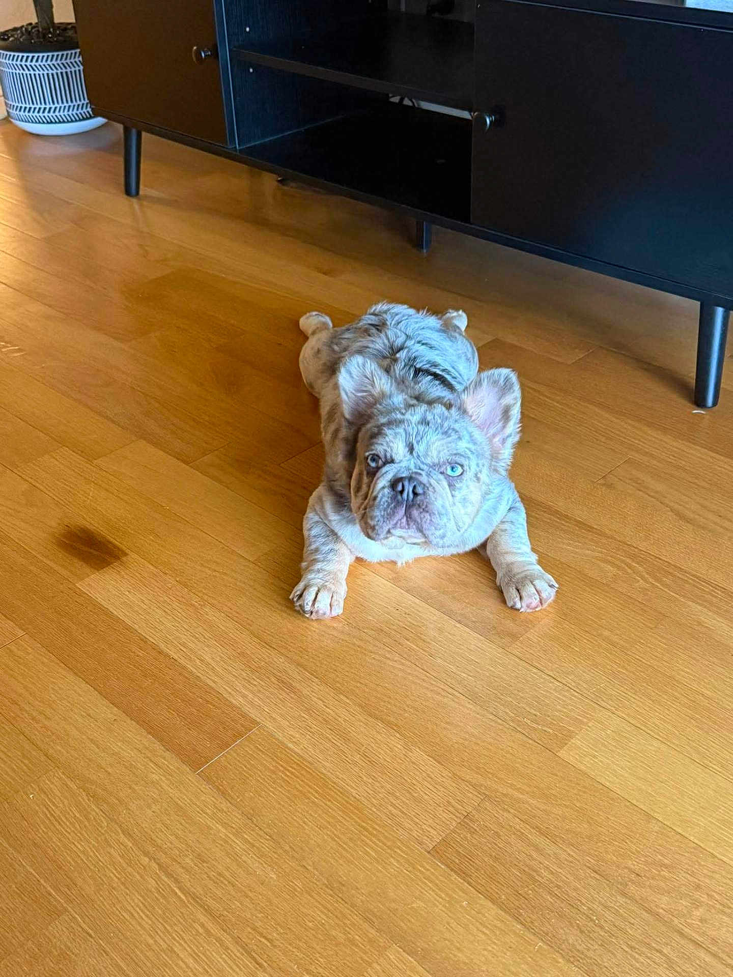 Yeti joined the competition — help win amazing prizes! french_bulldog, puppy, dog, blue_eyes, wooden_floor, flooring, indoor, pet, canine, animal, fur, ears, lying_down, looking_at_camera, black_cabinet, furniture, home, cute, young, domestic