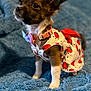 dog, puppy, small_dog, clothing, dress, strawberry_pattern, blue_blanket, pet, cute, fur, ears, collar, indoor, animal, adorable, young_dog, standing, looking_away, domestic_animal, cozy