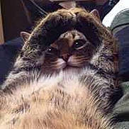 Tweety a rejoint le concours — aidez-le/la à gagner de superbes lots !