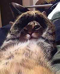 Tweety a rejoint le concours — aidez-le/la à gagner de superbes lots !