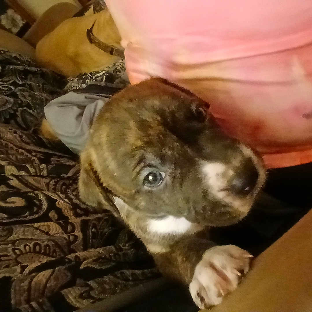 Puppy is registered to the contest to win money with this photo: animal, architecture, baby, boxer, building, bulldog, canine, couch, cushion, dog, frenchbulldog, furniture, homedecor, hound, indoors, interiordesign, person, pet, pitbull, puppy