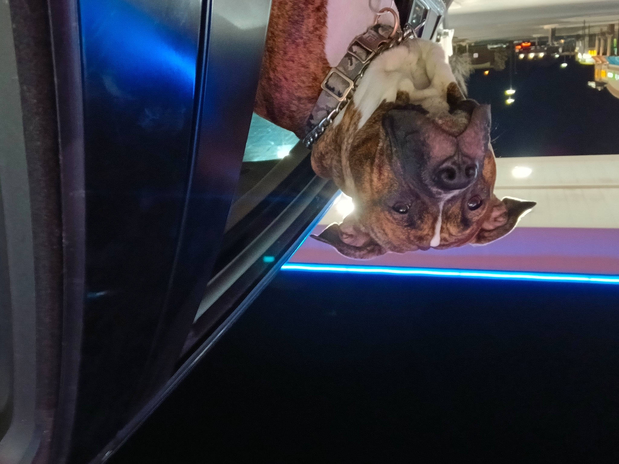 Buddy is registered to the contest to win money with this photo: auto_part, automotive_design, automotive_exterior, automotive_lighting, carnivore, companion_dog, dog, dog_breed, electric_blue, eyewear, fawn, glass, glasses, snout, sporting_group, sunglasses, vehicle_door, window, windshield, wrinkle