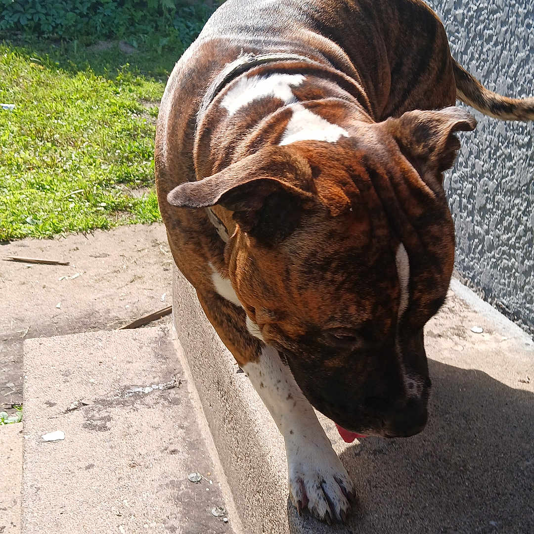 Little Dude joined the competition — help win amazing prizes! accessories, animal, architecture, boxer, building, bulldog, canine, dog, flagstone, frenchbulldog, handrail, hound, leash, path, pet, pitbull, puppy, strap, walkway, wall