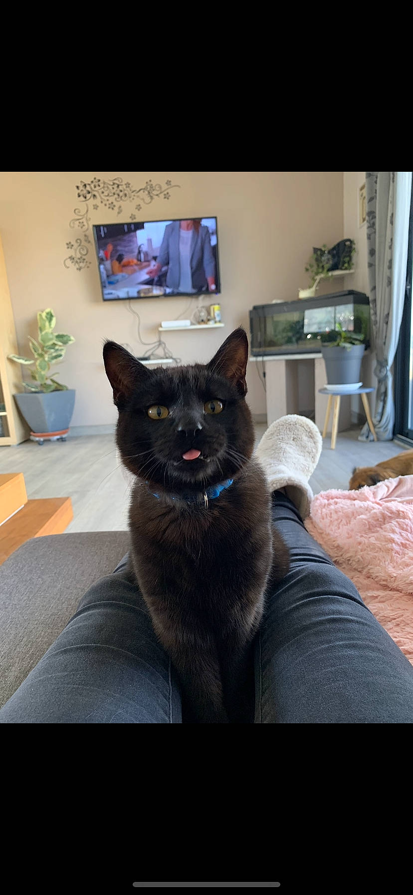 Blacko a rejoint le concours — aidez-le/la à gagner de superbes lots ! black_cat, carnivore, cat, cat_supply, comfort, domestic_short_haired_cat, felidae, flowerpot, fur, grey, houseplant, picture_frame, plant, room, russian_blue, small_to_medium_sized_cats, snout, tail, whiskers, window