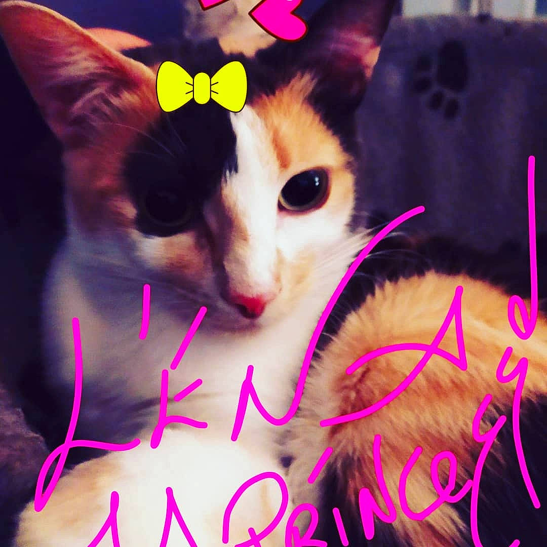 Léna a rejoint le concours — aidez-le/la à gagner de superbes lots ! carnivore, cat, electric_blue, event, eyelash, felidae, font, gesture, happy, light, magenta, organism, pink, plant, purple, selfie, small_to_medium_sized_cats, snapshot, violet, whiskers