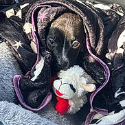 Enoch joined the competition — help win amazing prizes! puppy, dog, blanket, stuffed_toy, cozy, snuggling, pet, fur, animal, cute, indoor, soft, comfort, toy, sleepy, warm, black_and_brown, nose, eyes, relaxed