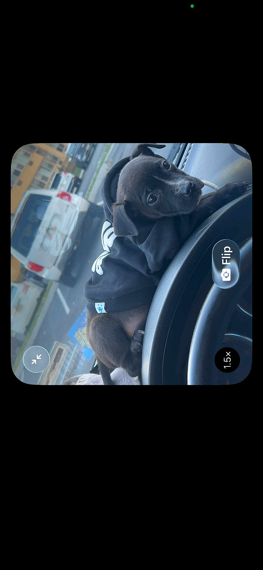 Enoch is registered to the contest to win money with this photo: puppy, dog, hoodie, black_dog, car, dashboard, window, urban, street, vehicle, pet, animal, young_dog, curious, black_clothing, domestic_animal, side_view, resting, indoor, casual