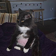 Max joined the competition — help win amazing prizes! bar_stool, basket, black_cat, carpet, cat, couch, fur, indoor, kitchen_counter, living_room, pet, portrait, purple_blanket, shaved_belly, sitting, string_lights, tuxedo_cat, whiskers, white_paws, yellow_eyes