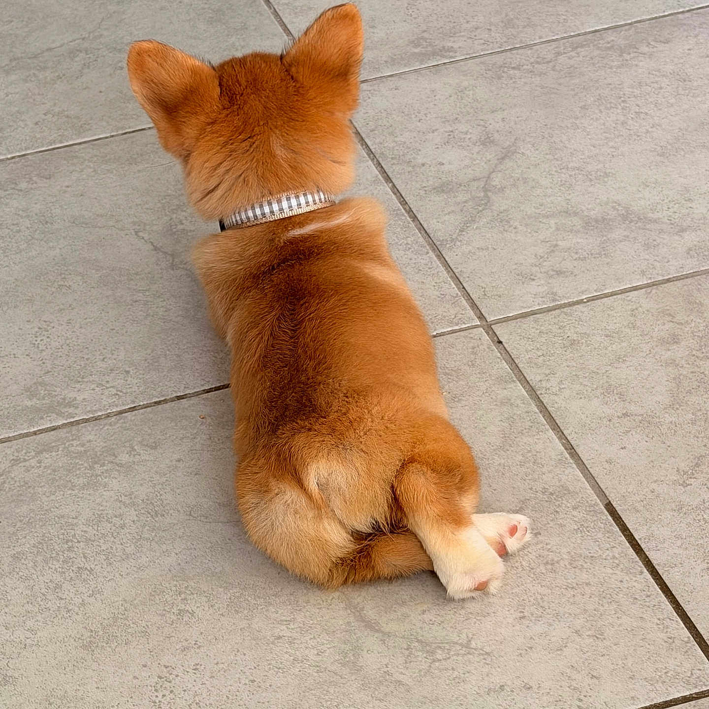 Bailey is registered to the contest to win money with this photo: puppy, dog, lying_down, back_view, orange_fur, collar, pet, tile_floor, crossed_legs, cute, small_dog, domestic_animal, fur, indoor, resting, animal, canine, companion, young_dog, relaxed