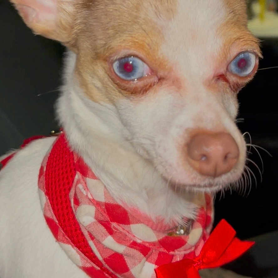 Olivia is registered to the contest to win money with this photo: accessories, animal, bandana, canine, chihuahua, dog, envelope, formalwear, head, headband, hound, leash, mail, person, pet, puppy, strap, text, tie, whitedog