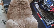 Coton a rejoint le concours — aidez-le/la à gagner de superbes lots ! cat, fluffy, relaxed, lying_down, blanket, tablecloth, holiday_theme, gingerbread, cozy, indoor, pet, fur, sleeping, paw, tail, cute, domestic_animal, resting, feline, soft