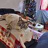 Coton participe au concours pour gagner de l'argent avec cette photo : cat, sofa, blanket, christmas_tree, holiday_decorations, fruit, pineapple, orange, living_room, cushion, table, window, curtain, plant, gift_box, ornament, lights, relaxed, indoor, furniture