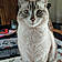 Coton