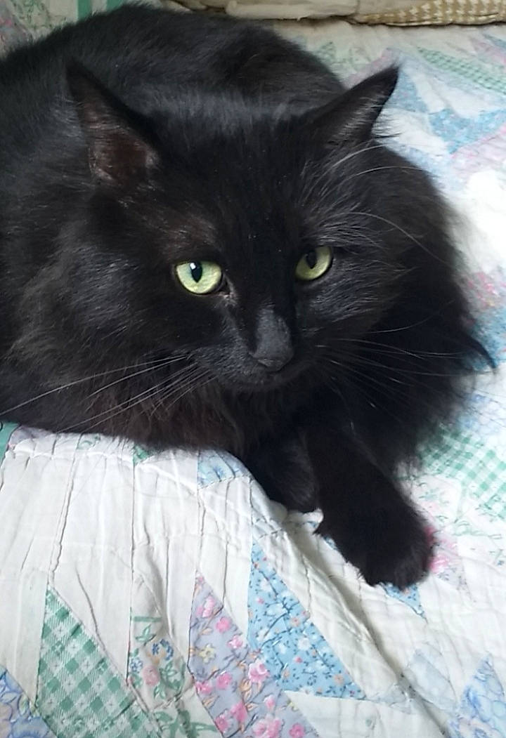 Angele participe au concours pour gagner de l'argent avec cette photo : bed, bed_sheet, bedding, black, black_cat, carnivore, cat, felidae, fur, home_accessories, iris, linens, organism, small_to_medium_sized_cats, snout, teal, terrestrial_animal, turquoise, vertebrate, whiskers